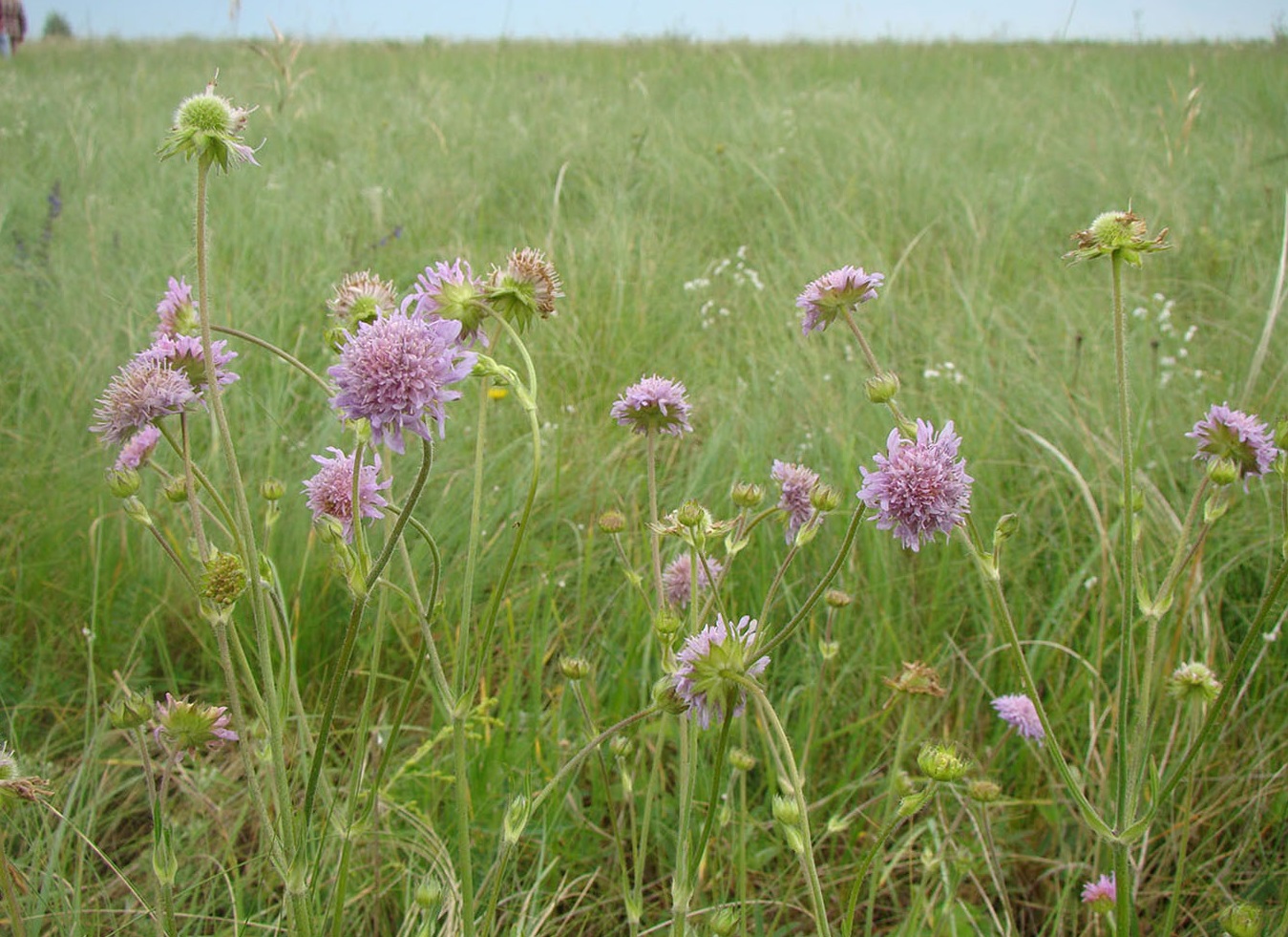 Изображение особи Knautia arvensis.