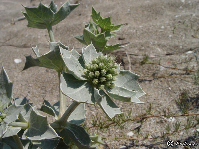 Image of Eryngium maritimum specimen.