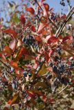 Berberis sphaerocarpa. Верхушка плодоносящего растения. Южный Казахстан, хр. Таласский Алатау, ущ. Коксай. 20.08.2015.