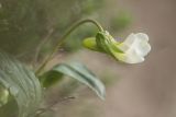 Viola accrescens