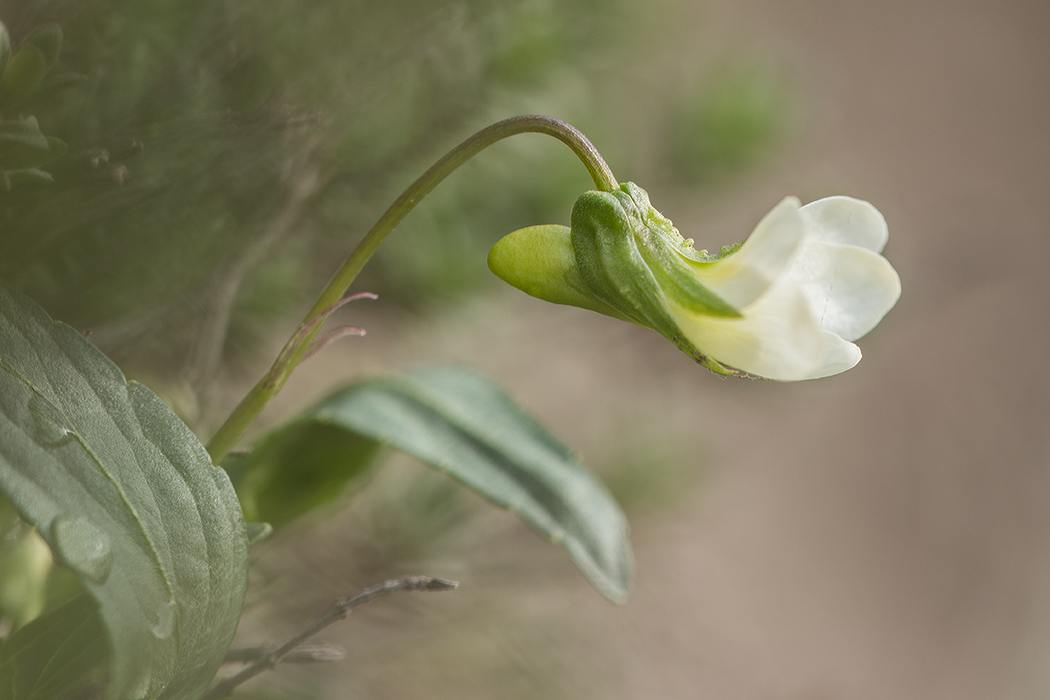 Image of Viola accrescens specimen.