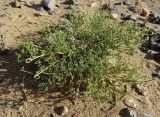 род Ephedra