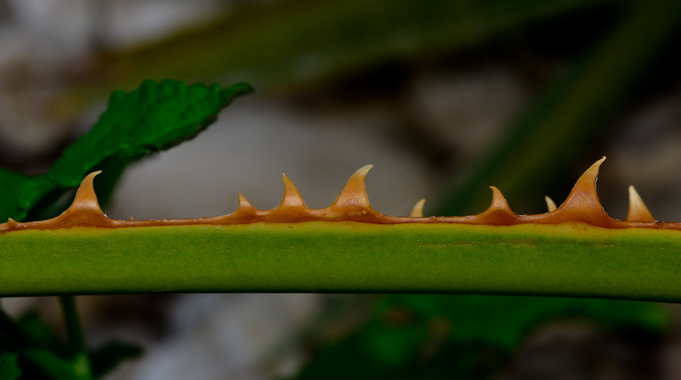 Image of Washingtonia robusta specimen.