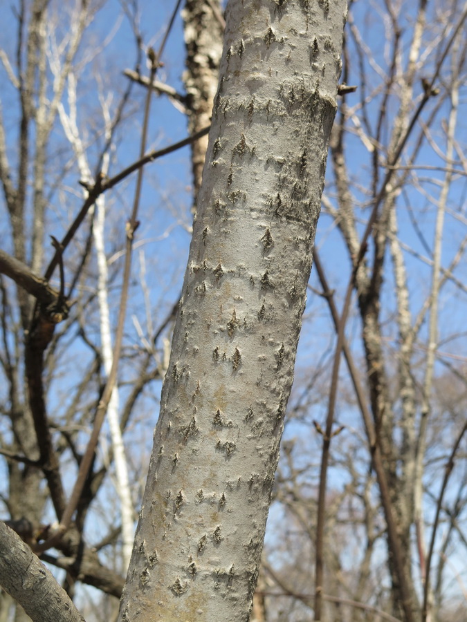 Изображение особи Populus tremula.