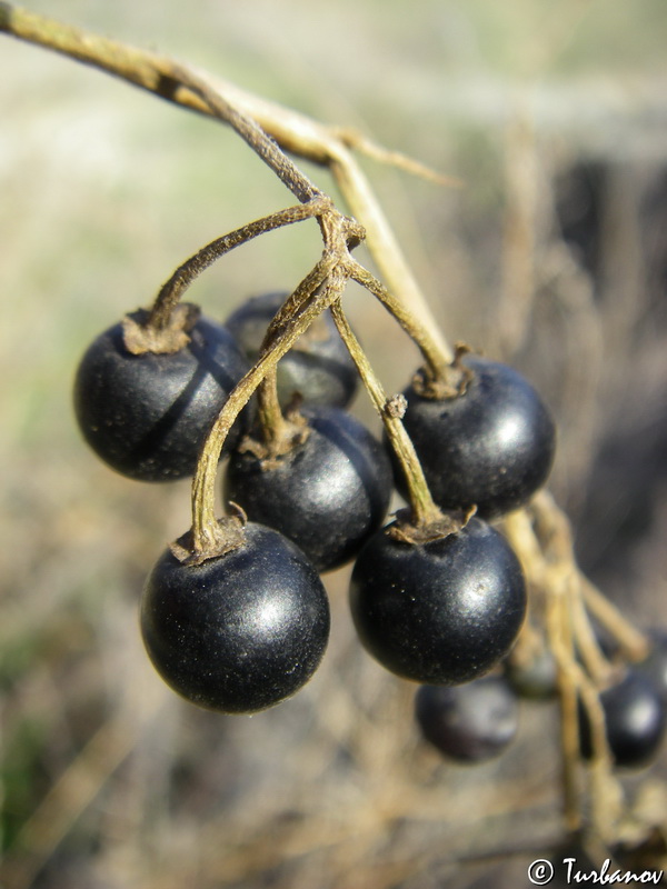 Изображение особи Solanum nigrum.