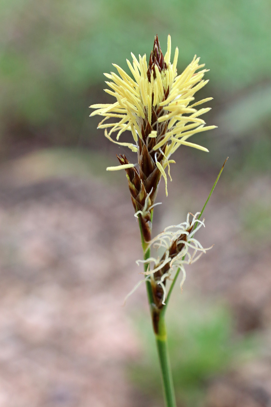 Изображение особи Carex turkestanica.