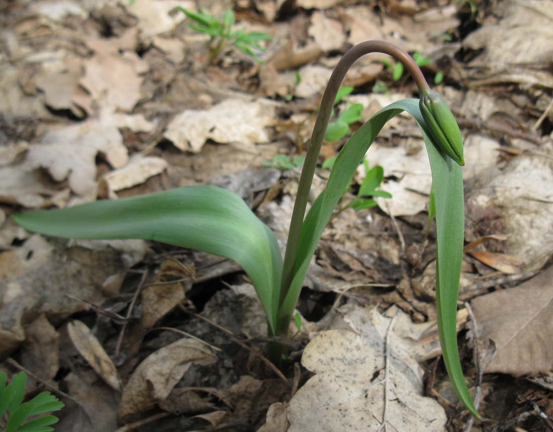 Изображение особи Tulipa biebersteiniana.