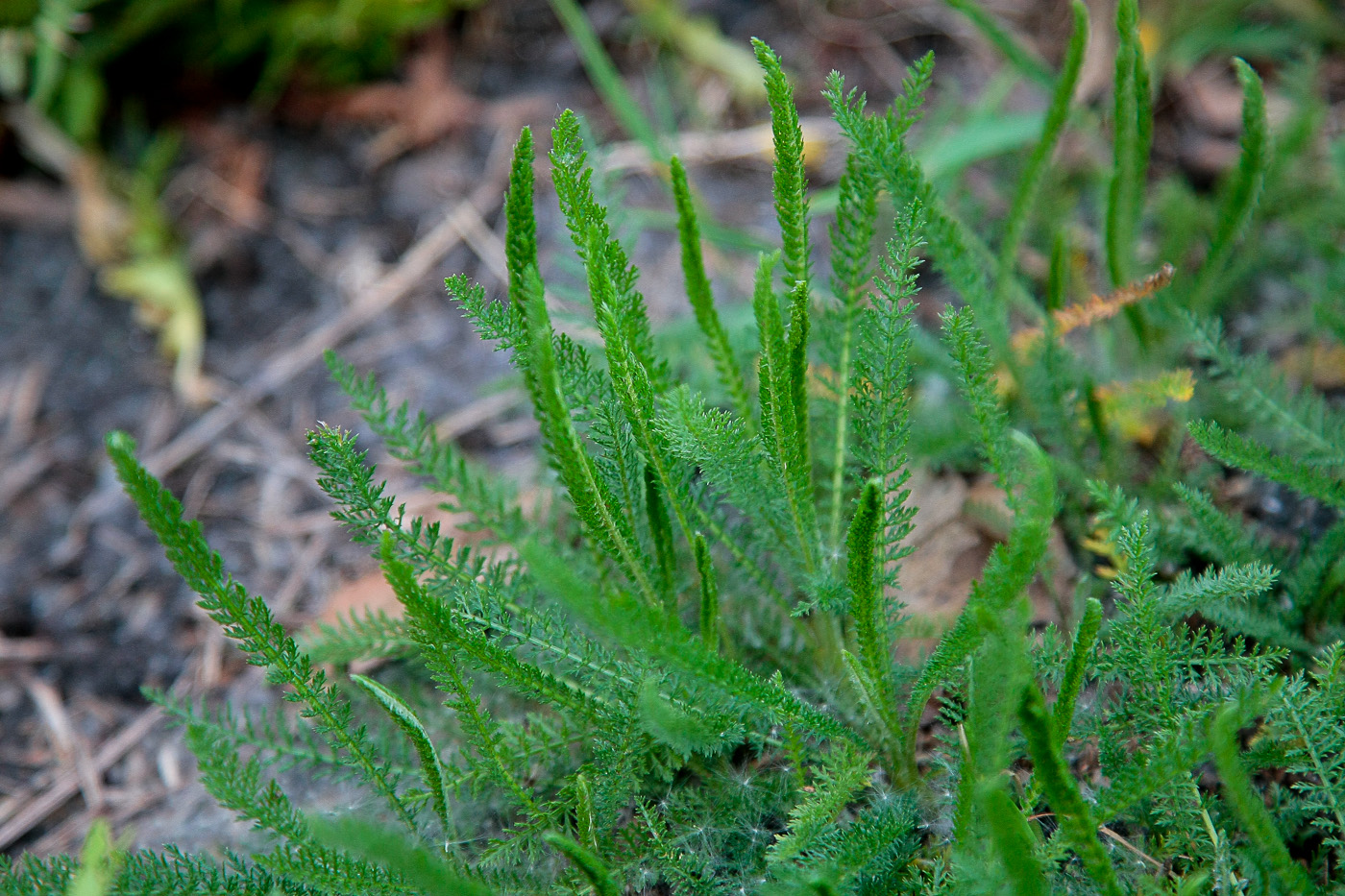 Image of Achillea millefolium specimen.