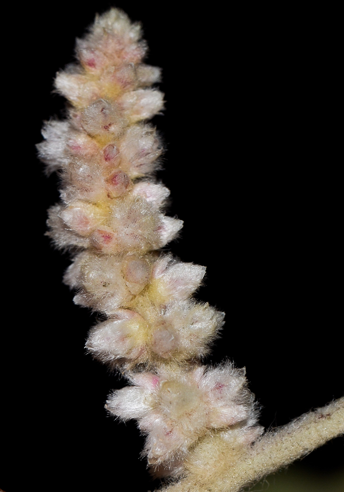 Image of Aerva javanica specimen.