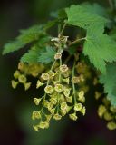 Ribes scandicum. Соцветия. Санкт-Петербург. 20.05.2009.