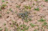 Salvia aegyptiaca. Цветущее растение на большой площадке глинистого субстрата. Испания, автономное сообщество Канарские острова, остров Фуэртевентура, провинция Лас Пальмас, муниципалитет Ла Олива, восточные окр. пос. Эль Котильо, предгорная равнина, пояс суккулентных кустарников. 17.03.2016.