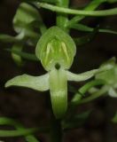 Platanthera chlorantha. Цветок. Крым, Байдарская долина, окр. с. Кизиловое, лиственный лес. 9 июня 2016 г.