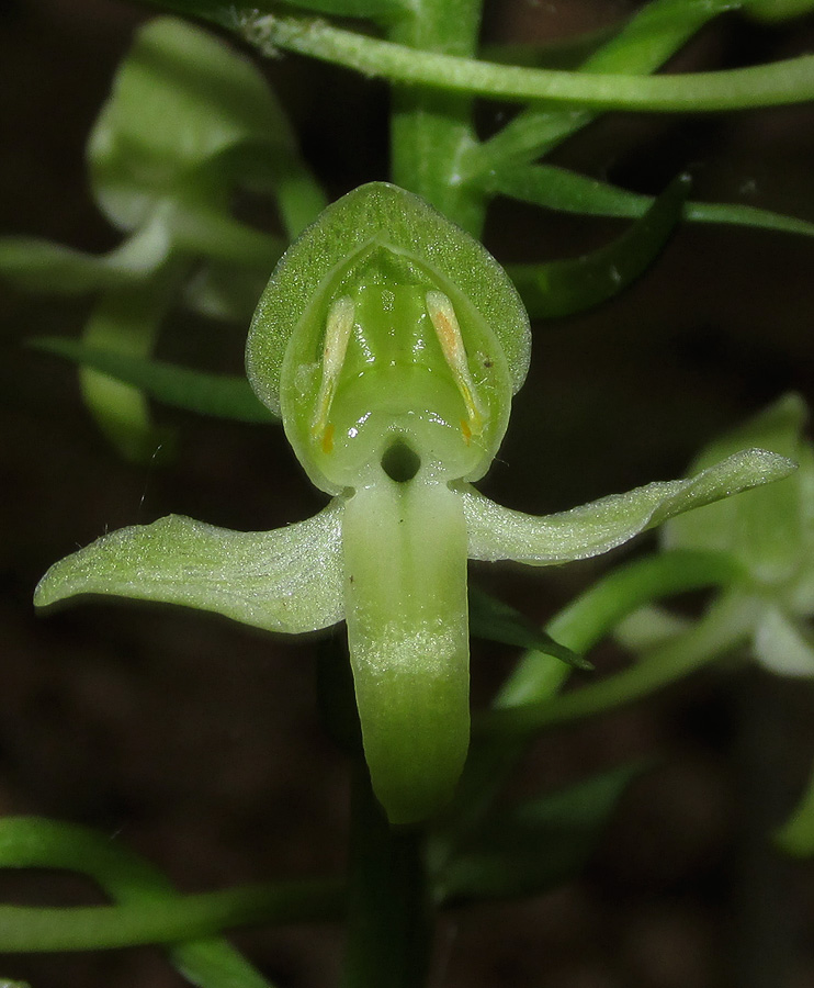 Изображение особи Platanthera chlorantha.