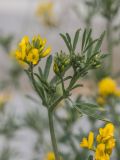 Medicago romanica