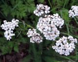 Achillea millefolium. Соцветия. Московская обл., Ногинский р-н, ж.-д. платформа \"33-й км\", пристанционный пустырь. 03.08.2015.