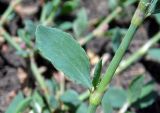 Polygonum aviculare