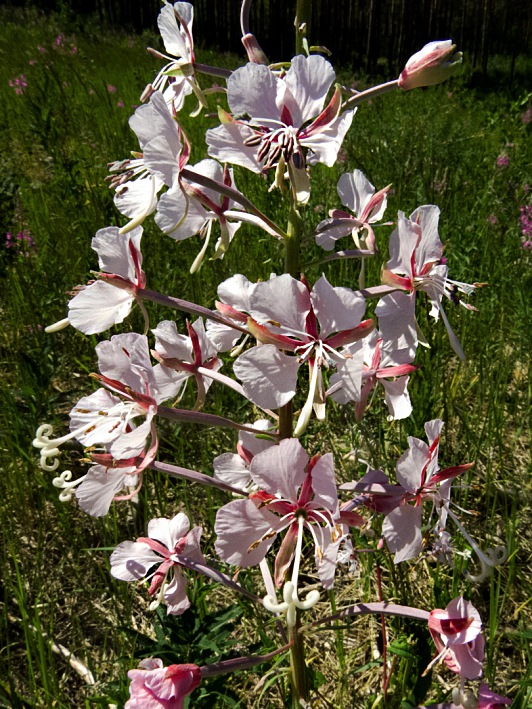 Image of Chamaenerion angustifolium specimen.