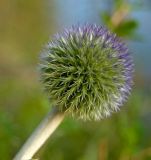 Echinops crispus. Соцветие. Южный Урал, Челябинская обл., правый берег р. Ай, вершина скального массива ниже Больших Притесов. 9 июля 2016 г.