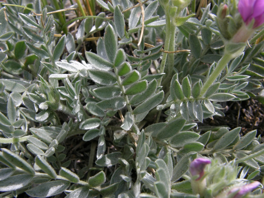 Изображение особи Oxytropis bracteata.