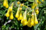 Onosma caucasica