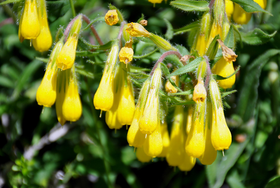 Изображение особи Onosma caucasica.