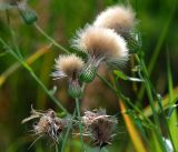 Cirsium setosum