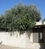 Cordia parvifolia