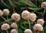 Armeria maritima