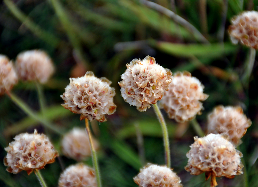 Image of Armeria maritima specimen.