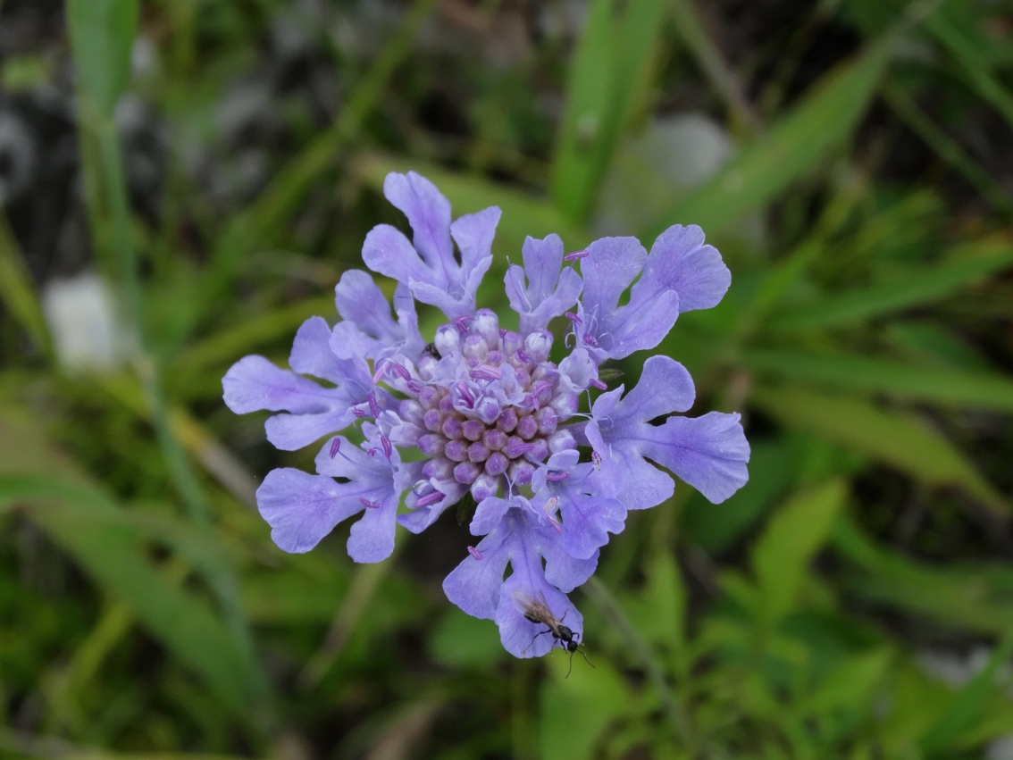 Image of Scabiosa lachnophylla specimen.