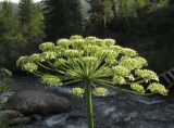 Heracleum dissectum. Отцветшее соцветие с завязавшимися плодами. Красноярский край, парк \"Ергаки\", окр. базы Тушканчик, субальпийское кедрово-пихтово-еловое редколесье, берег р. Тушканчик. 19.07.2016.