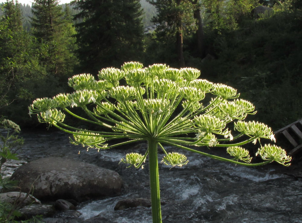 Image of Heracleum dissectum specimen.