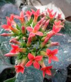 Kalanchoe blossfeldiana. Соцветие. Израиль, г. Бат-Ям, в культуре. 21 марта 2016 г.