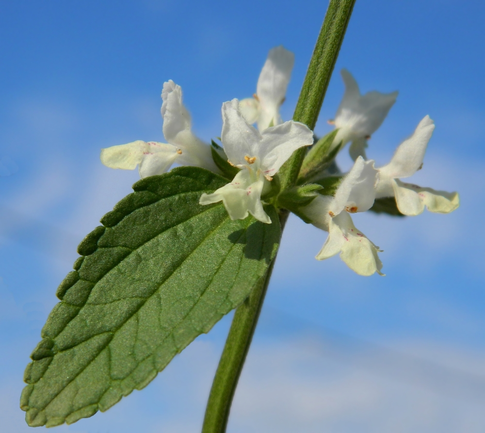 Image of Stachys annua specimen.