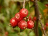 Elaeagnus umbellata