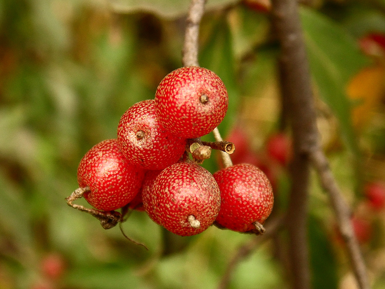 Image of Elaeagnus umbellata specimen.