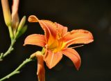 Hemerocallis × hybrida. Цветок. Северная Осетия, Владикавказ, в культуре. 04.07.2016.