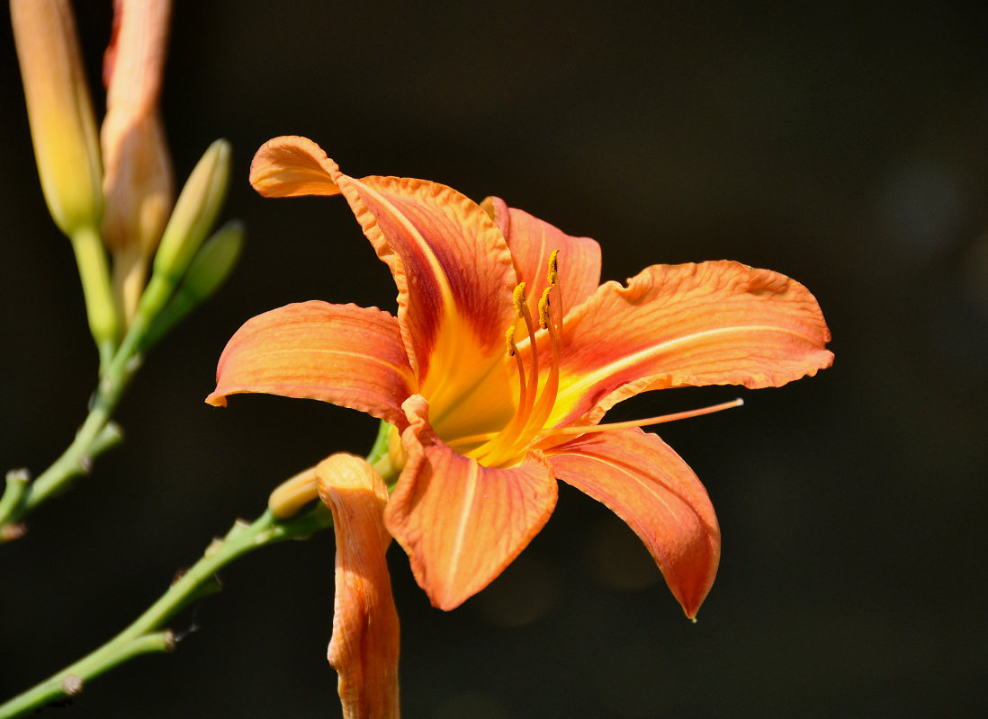 Изображение особи Hemerocallis &times; hybrida.