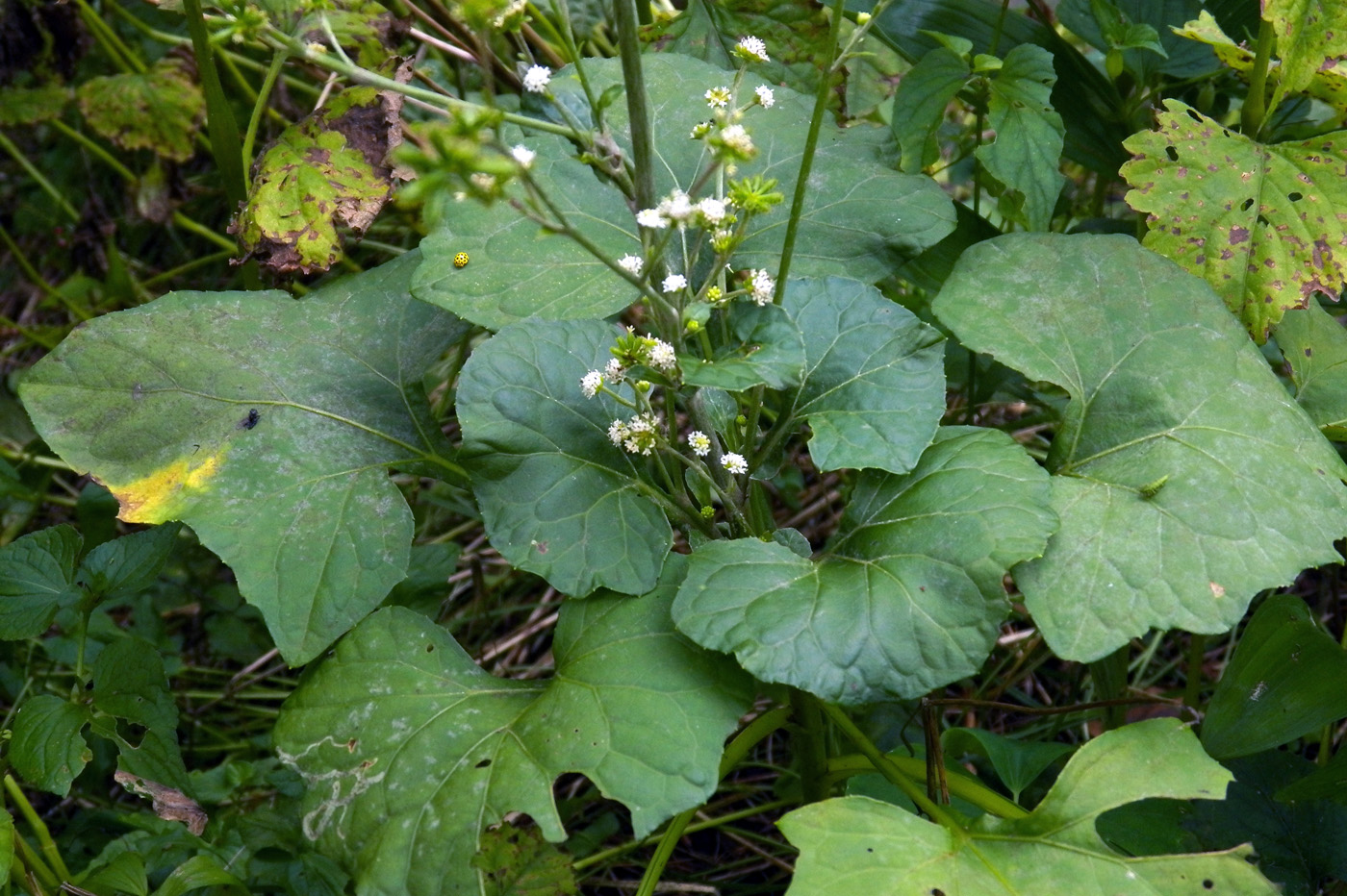 Изображение особи Adenocaulon adhaerescens.