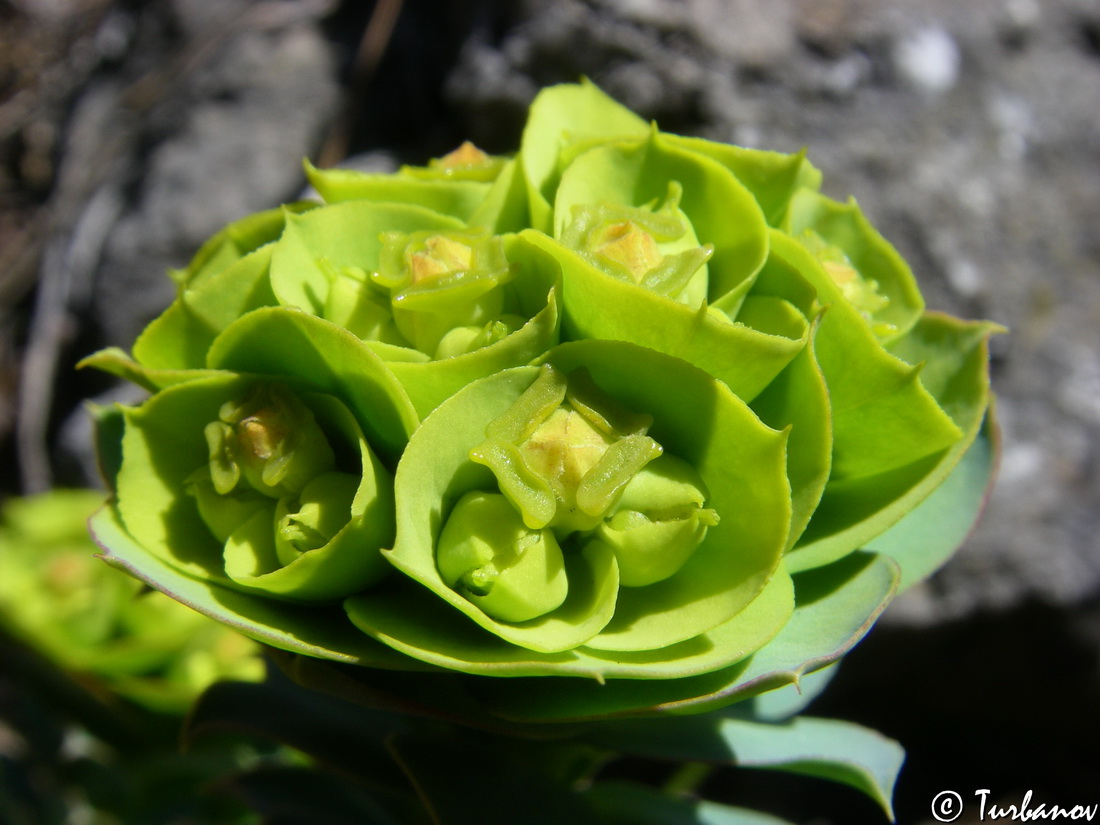 Изображение особи Euphorbia myrsinites.