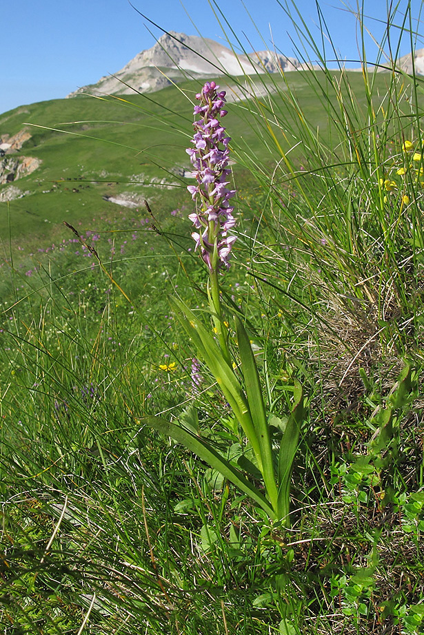 Image of Gymnadenia conopsea specimen.