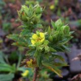 Potentilla norvegica. Верхушка побега с цветком и бутонами. Приморский край, о. Русский, песчано-галечный берег мыса Поспелова. 01.08.2016.