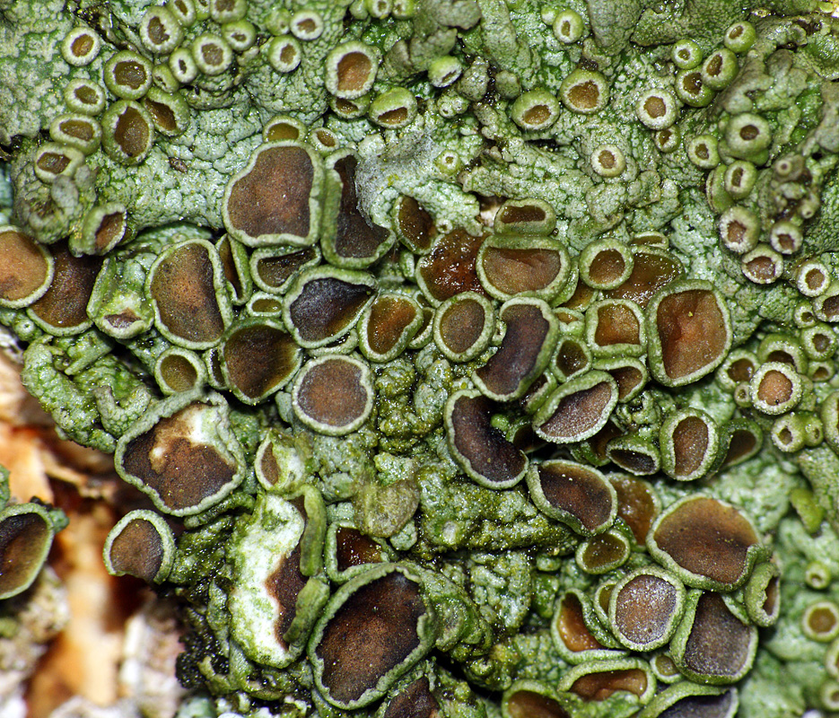 Image of genus Physcia specimen.