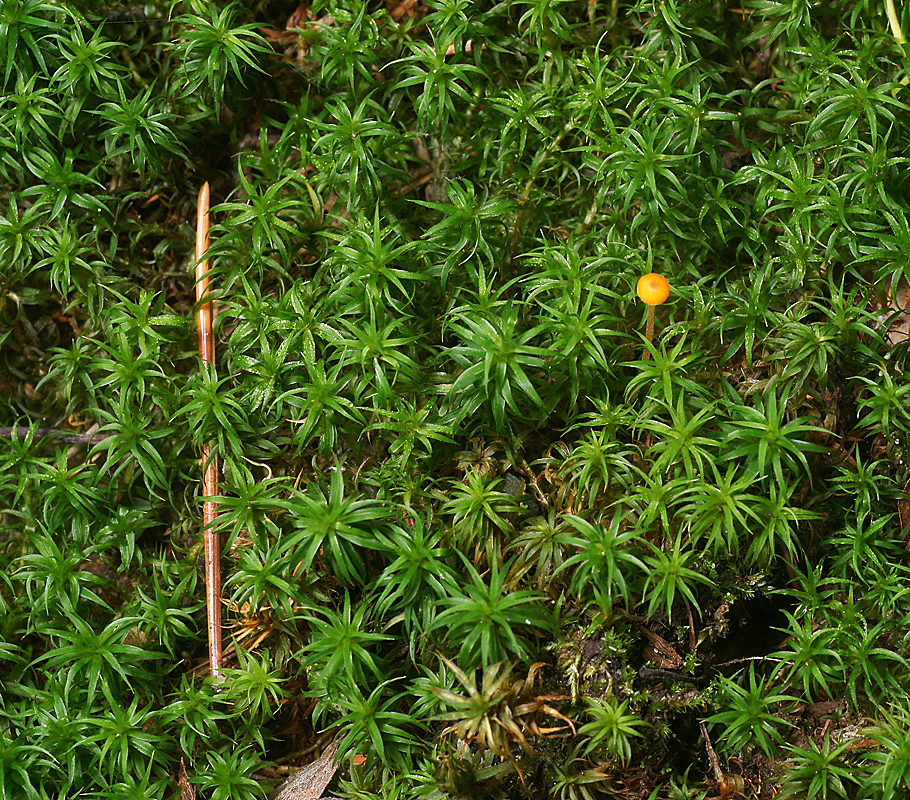 Изображение особи семейство Polytrichaceae.