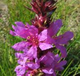 Lythrum salicaria. Часть соцветия. Ленинградская обл., Ломоносовский р-н, окр. пос. Большая Ижора, побережье Финского залива, край песчаного пляжа у приливно-отливной зоны. 02.07.2016.