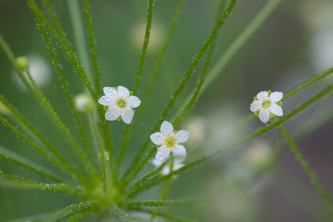 Изображение особи Androsace filiformis.