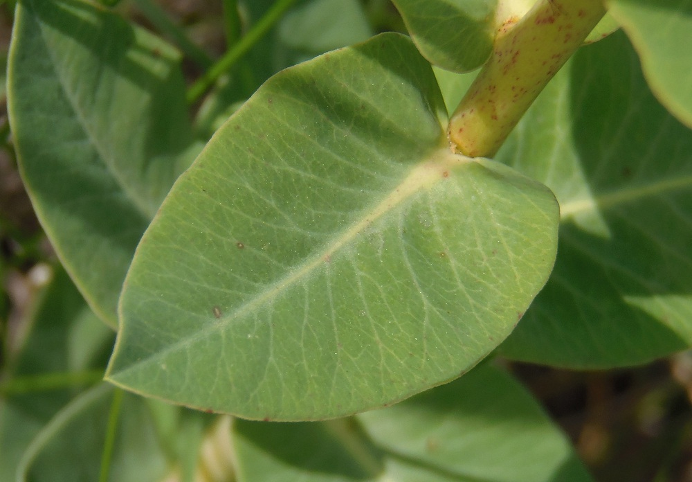 Image of Euphorbia agraria specimen.