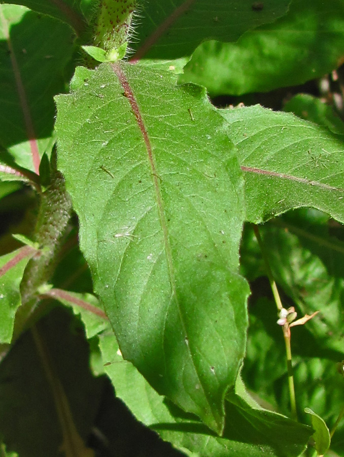 Image of Oenothera glazioviana specimen.