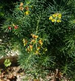 Euphorbia cyparissias