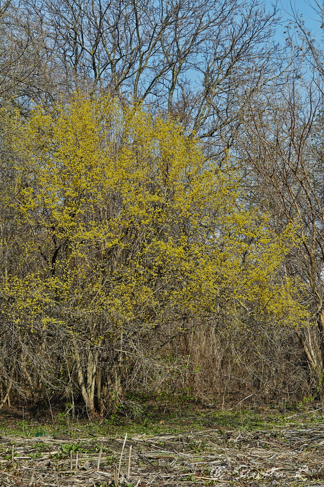 Изображение особи Cornus mas.